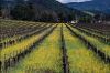 napa-12.jpg