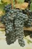 napa-17.jpg