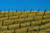 napa-7.jpg