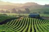 napa1.jpg