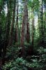 Muir Woods / Sausalito Tour