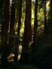 Muir Woods / Sausalito Tour