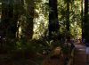 Muir Woods / Sausalito Tour