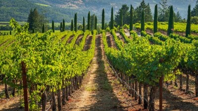 Oakville Wine - Sightseeing