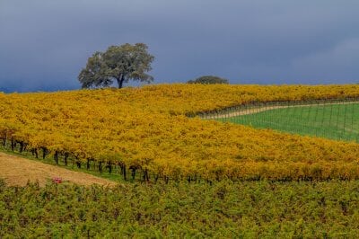 Rutherford Winery - Sightseeing